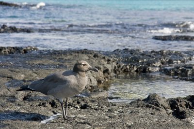 Lava Gull San Cristobal 02