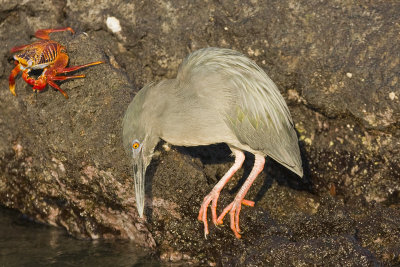 Lava Heron Bartolome