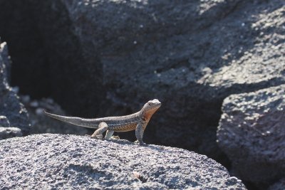Lava Lizard Fernandina