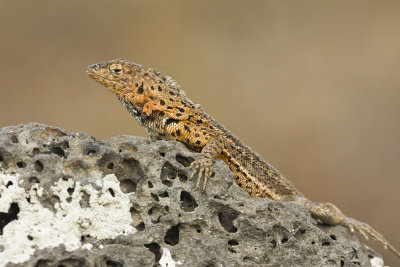 Lava Lizard Sombrero Chino