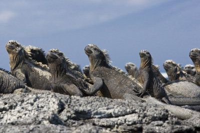 Marine Iguana Fernandina 02