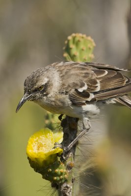 Galapgagos Mockingbird Tower