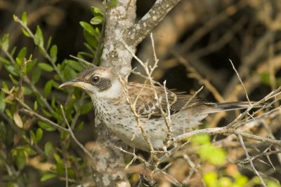 Galapagos Mockingbird Santiago