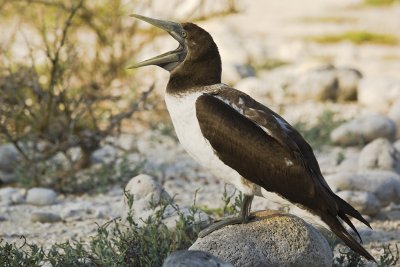 Nazca Booby Tower 01
