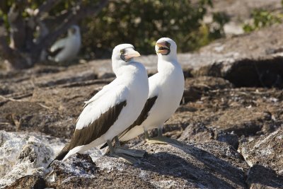 Nazca Booby Tower 03