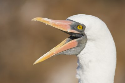 Nazca Booby Tower 04