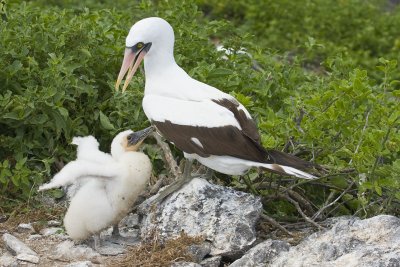 Nazca Booby Espanola