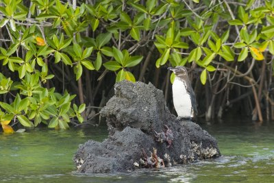 Galapagos Penguin Isabela 01