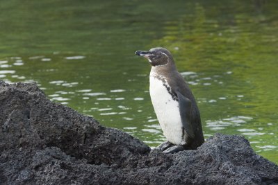Galapagos Penguin Isabela 02