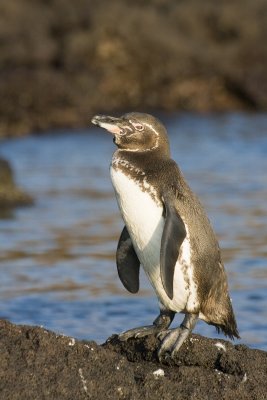 Galapagos Penguin Bartolome