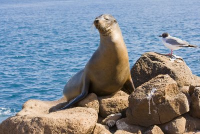 Galapagos Sea Lion North Seymour
