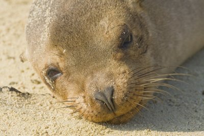 Galapagos Sea Lion Tower 01