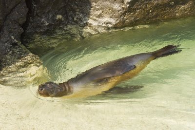 Galapagos Sea Lion Tower 02