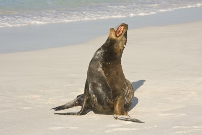 Galapagos Sea Lion Espanola 02