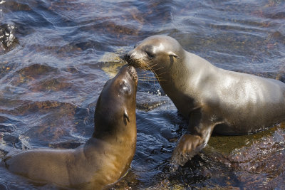 Galapagos Sea Lion South Plaza