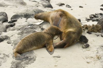 Galapagos Sea Lion Santiago
