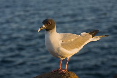 Swallow Tail Gull North Seymour