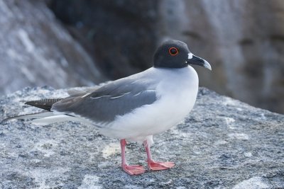 Swallow Tail Gull Tower 01