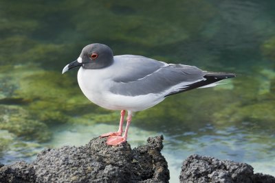 Swallow Tail Gull Tower 02