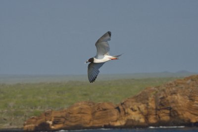 Swallow Tail Gull South Plaza
