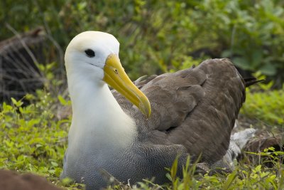 Waved Albatross Espanola 03