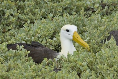 Waved Albatross Espanola 04