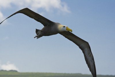 Waved Albatross Espanola 01
