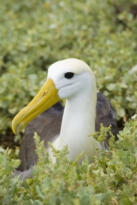 Waved Albatross Espanola 05