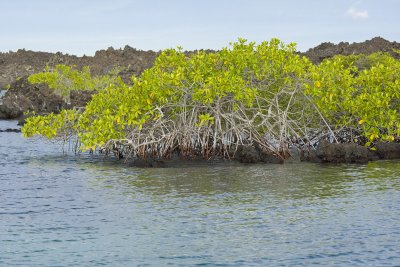 Mangroves in Lava at Elizabeth Bay, Isabela
