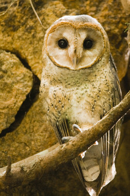 Barn Owl Santa Cruz