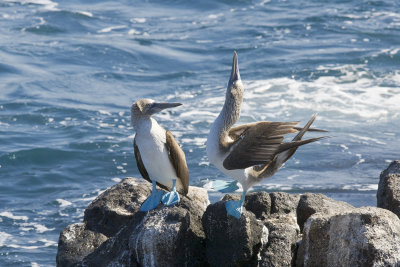 Blue Footed Booby North Seymour 01