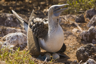 Blue Footed Booby North Seymour 03