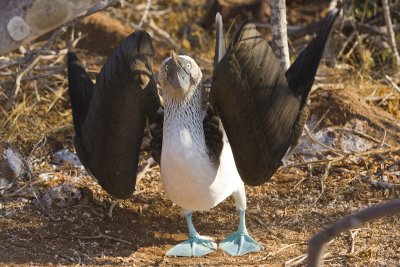 Blue Footed Booby North Seymour 02