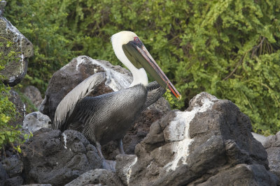 Brown Pelican Santa Fe 01