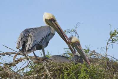 Brown Pelican Santa Fe 02