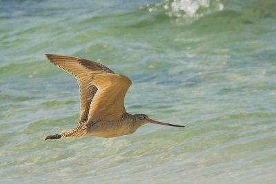 Dowitcher at Las Bachas Beach