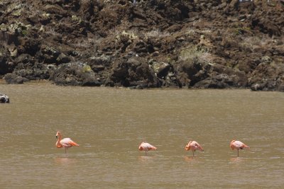 Greater Flamingo Floreana 01