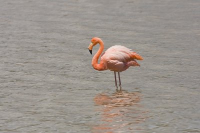 Greater Flamingo Floreana 02