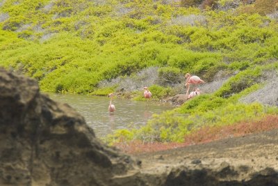 Greater Flamingo Bainbridge Group