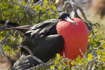 Frigatebird North Seymour 02