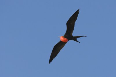 Frigatebird North Seymour 01