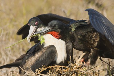 Great Frigatebird Pair Nest Building Tower Island