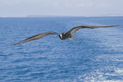 Frigatebird Following Ship
