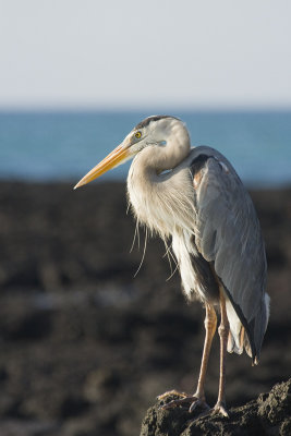 Great Blue Heron Las Bachas Beach