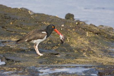 American Oystercatcher Rabida 01