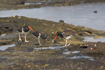 American Oystercatcher Rabida 02