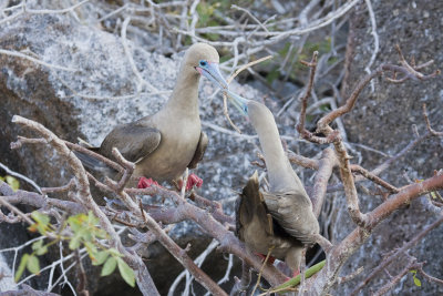 Red Footed Booby Tower Island 03