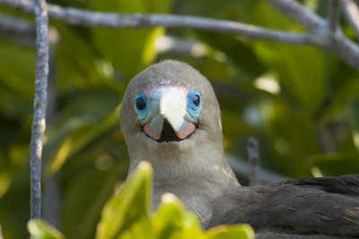 Red Footed Booby Tower Island 04