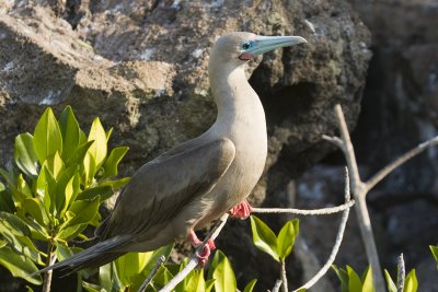 Red Footed Booby Tower Island 01