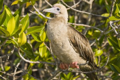 Red Footed Booby Tower Island 02